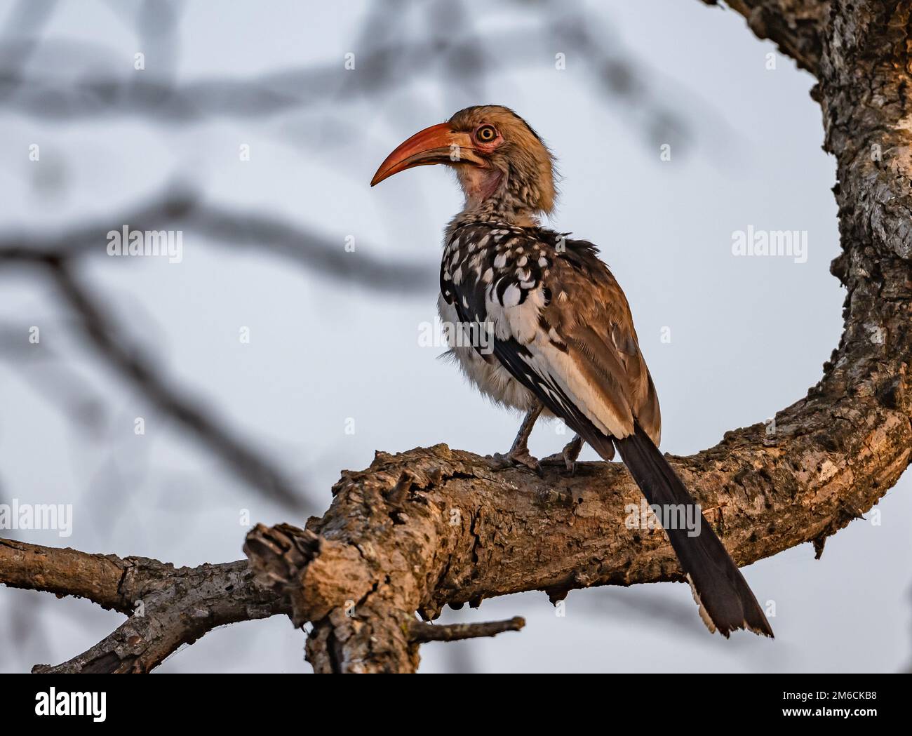 A Southern Red-billed Hornbill (Tockus rufirostris) perched on a tree. Kruger National Park, South Africa. Stock Photo