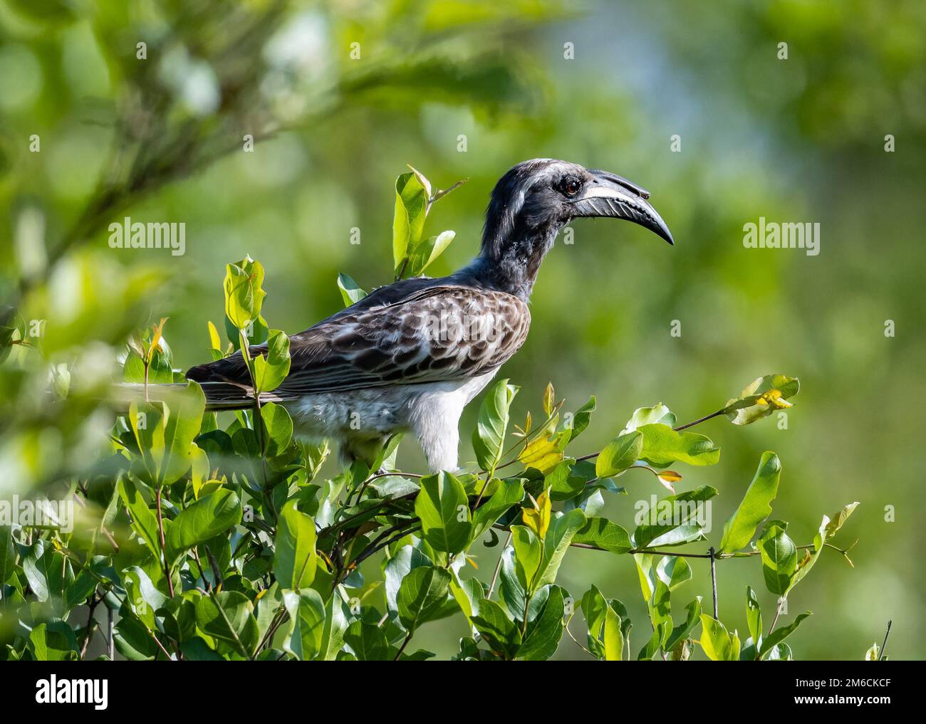 An African Gray Hornbill (Lophoceros nasutus) perched on top of a green bush. Kruger National Park, South Africa. Stock Photo