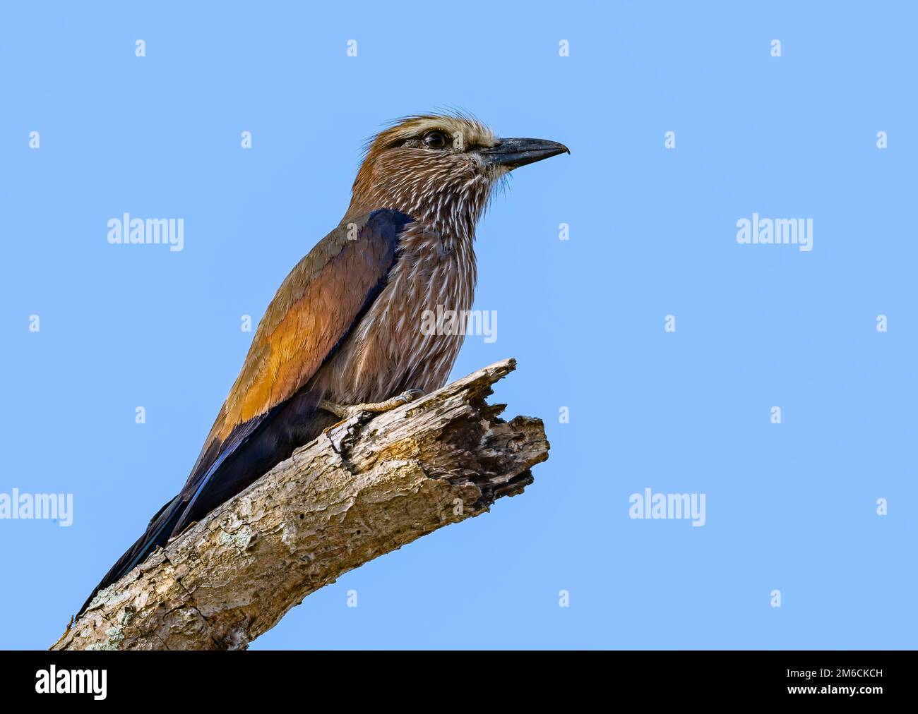 A Rufous-crowned Roller (Coracias naevius) perched on a tree stump. Kruger National Park, South Africa. Stock Photo