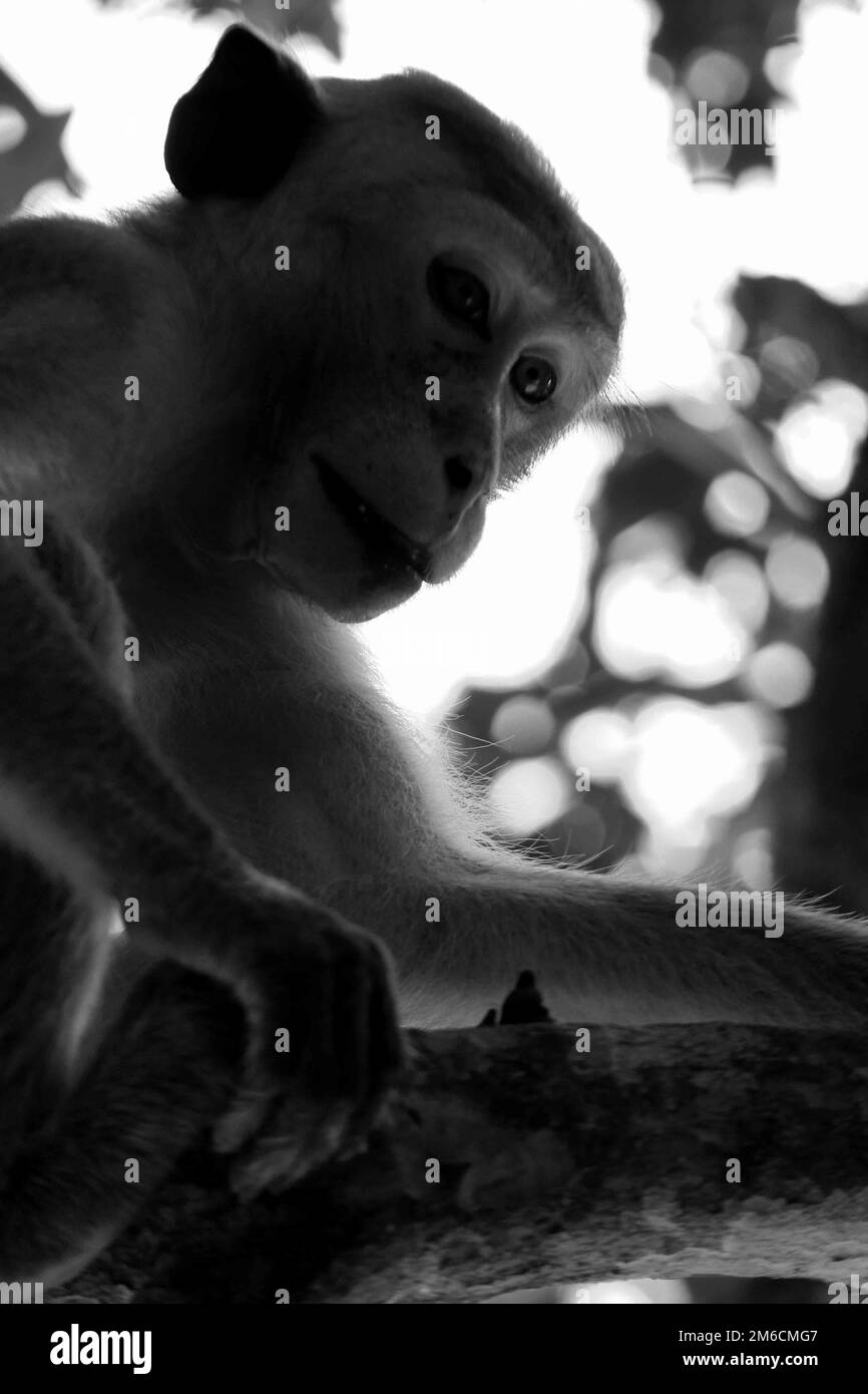 Monkeys and Grey Languor's in the forest. Sri Lanka Stock Photo