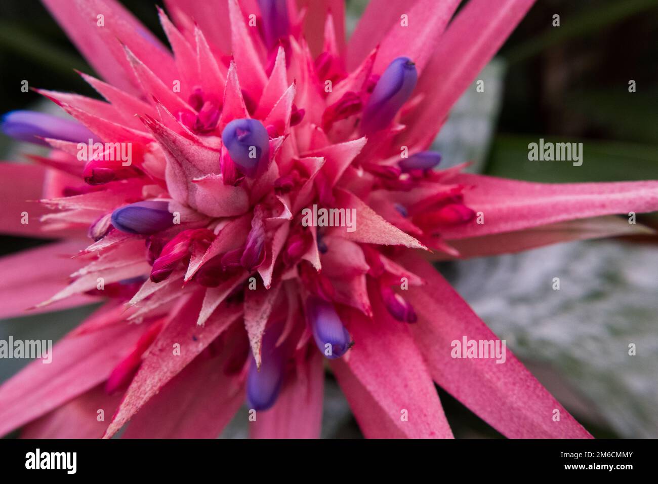 Close-up of a Flaming Torch flower. Stock Photo