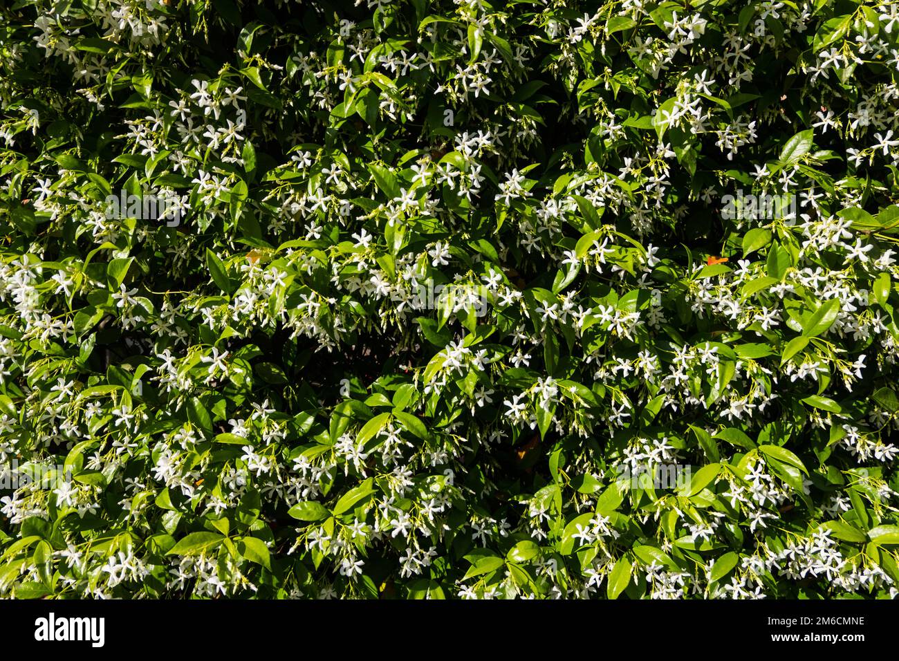Jasmine flower wall background. Stock Photo
