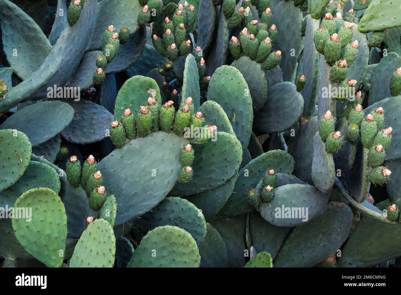 Green pads on a prickly pear cactus with fruits. Stock Photo