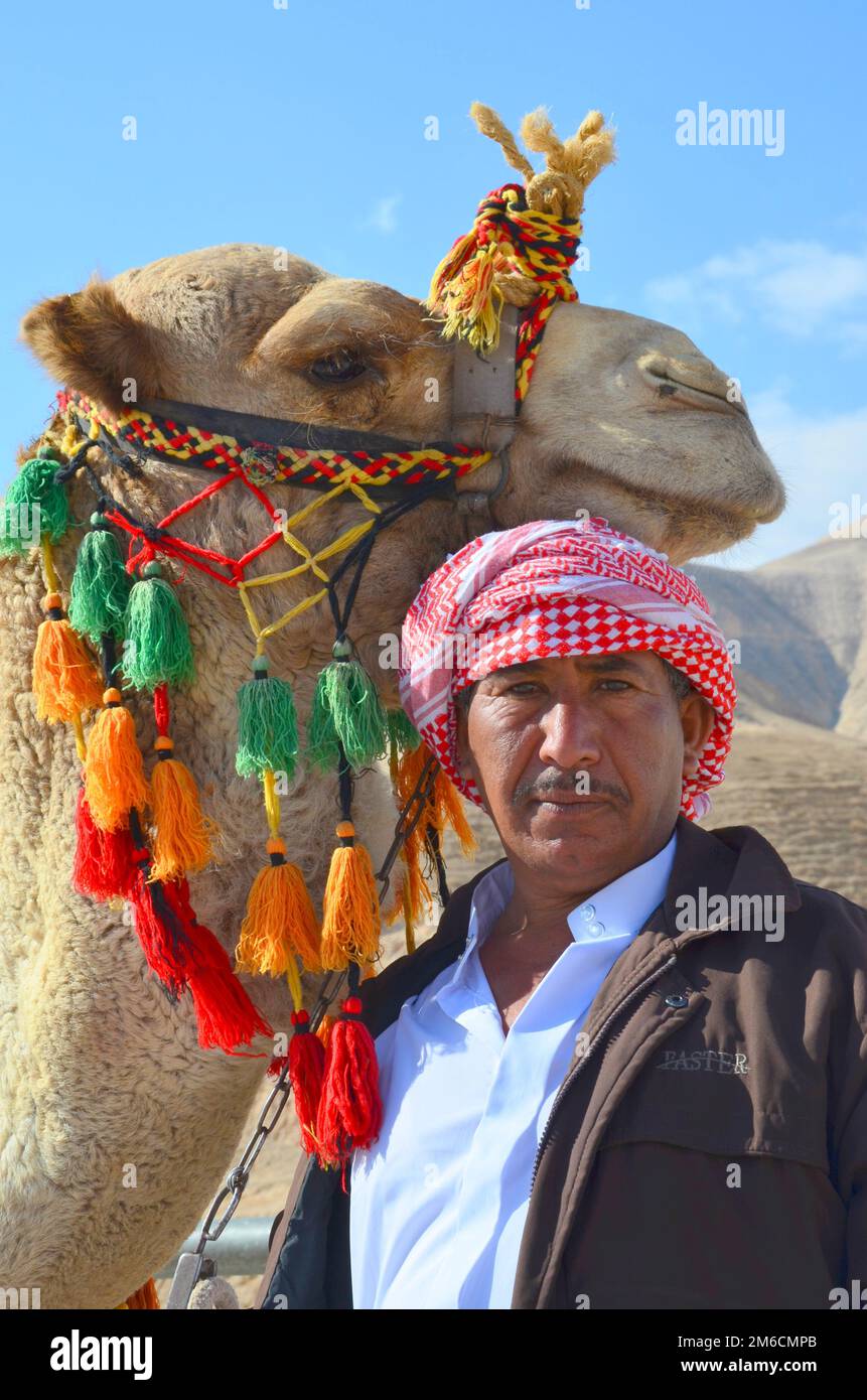 Camel Driver and Camel in Israel Stock Photo