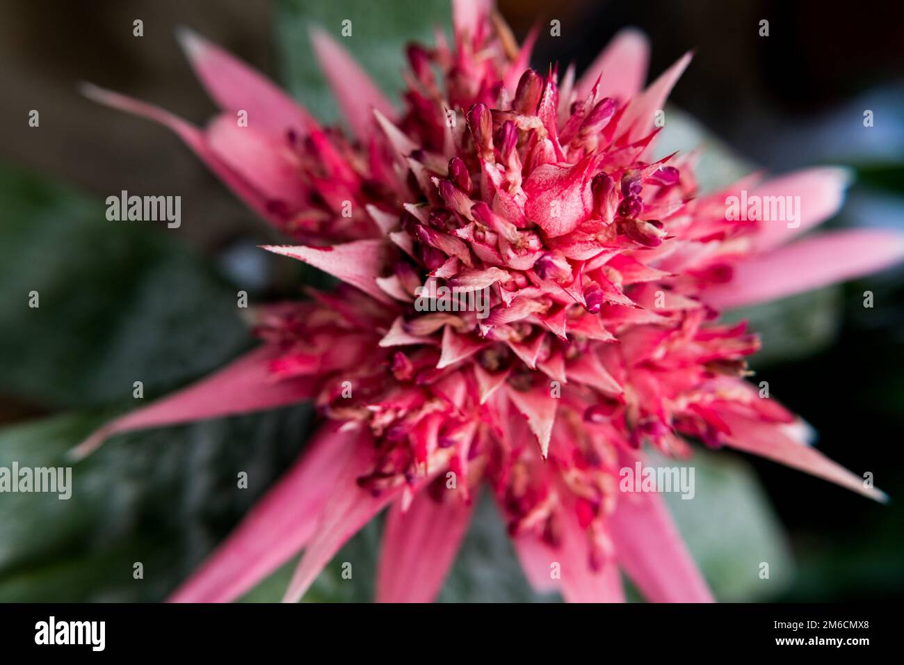 Beautiful nature background of a Bromeliad species flower. Stock Photo