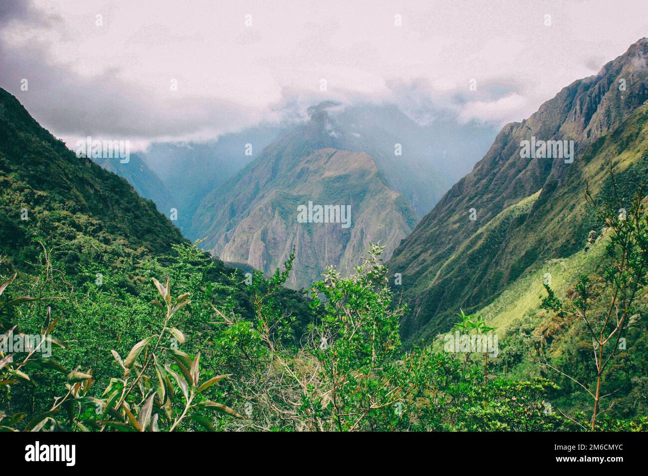 The green nature of the Andes. Stock Photo