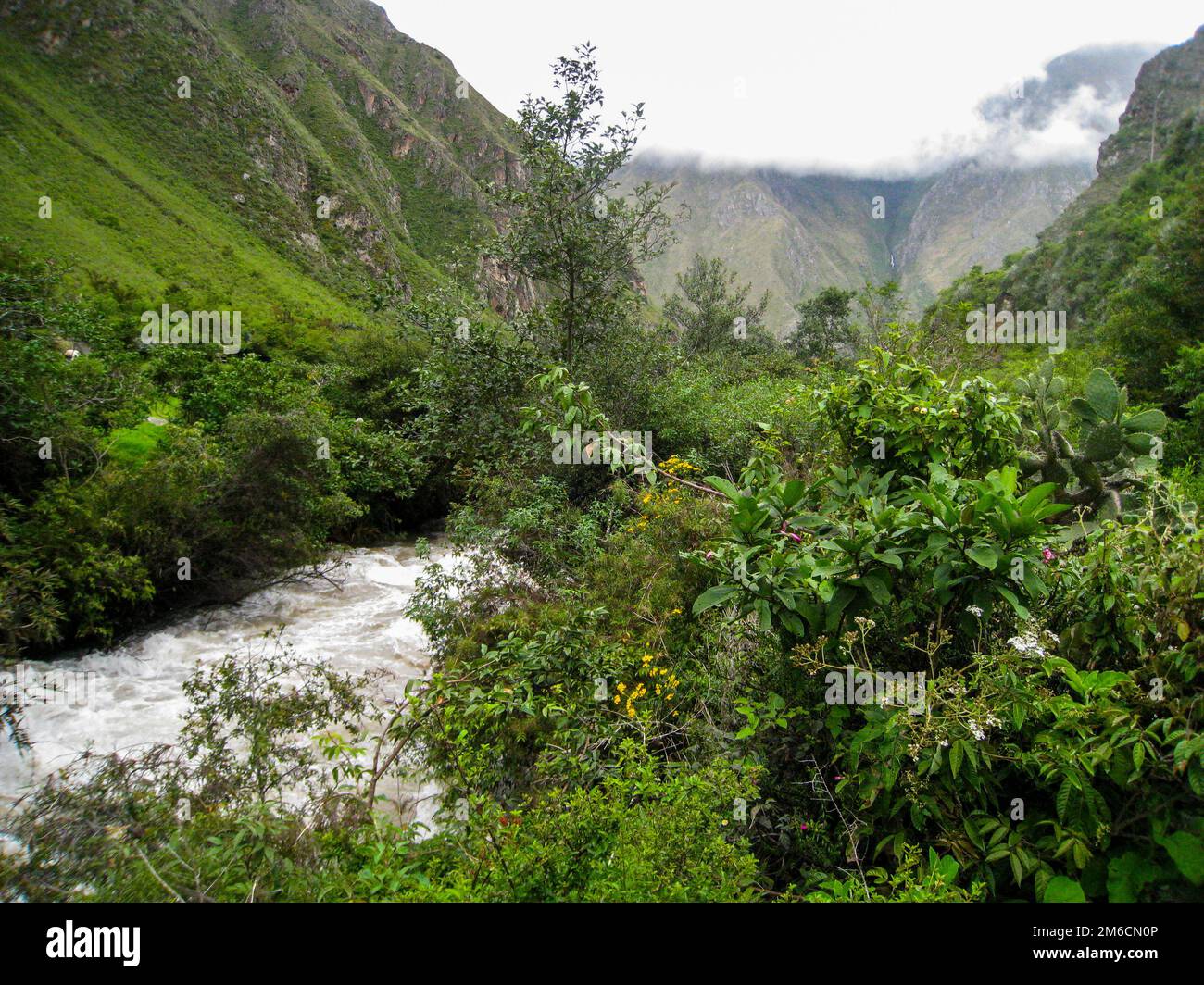Old stairs in jungle hi-res stock photography and images - Alamy