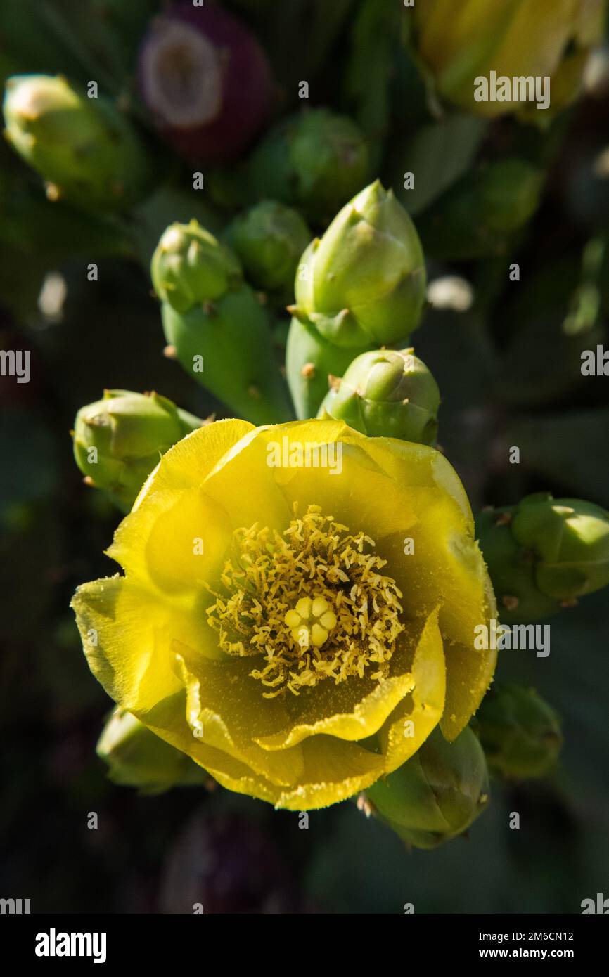Prickly pear yellow flower and fruits. Stock Photo