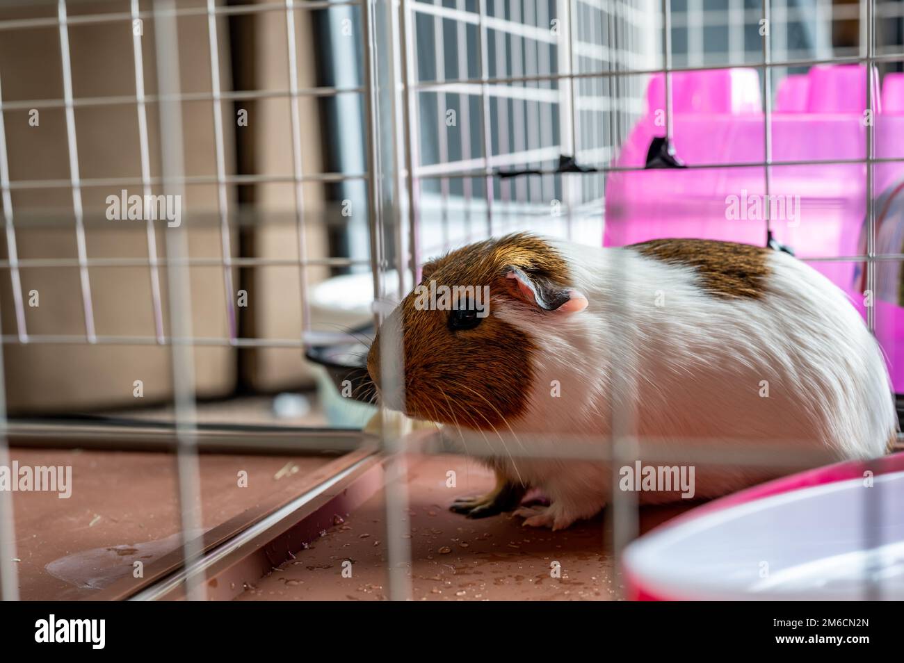 American cavy guinea pig behind a wire mesh cage watching the camera Stock Photo Alamy