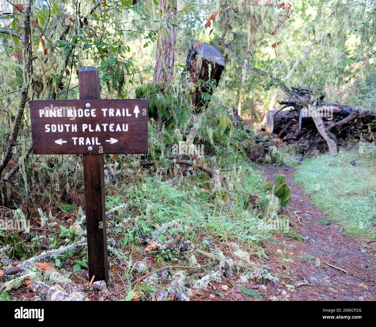 Pine Ridge and South Plateau trails - Pine Ridge And South Plateau Trails Sign In Point Lobos State Reserve Park Near Carmel California Trail Marker For Hikers 2M6CP2G 