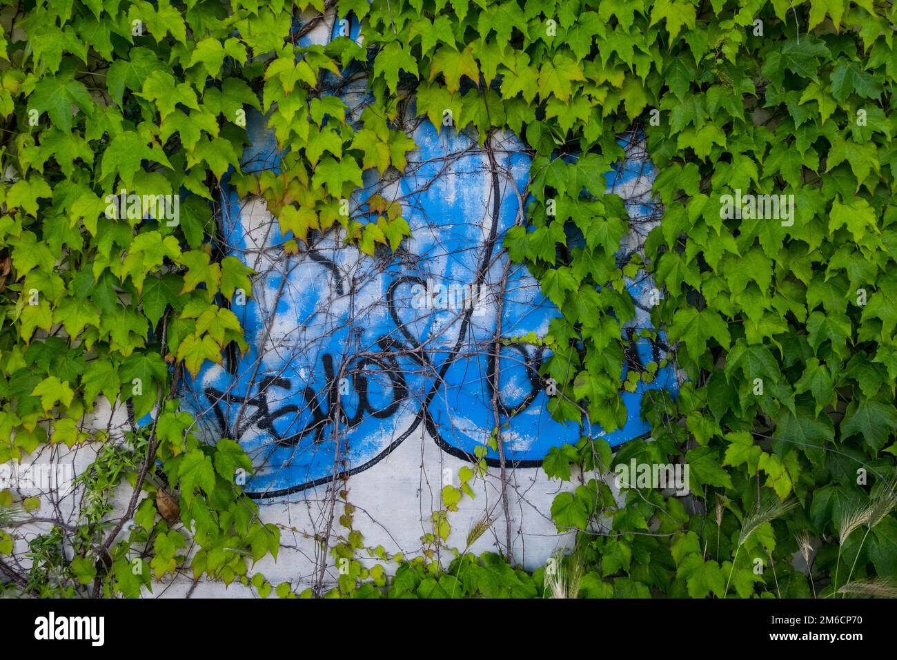 Climbing plants on a concrete wall with graffiti. Stock Photo