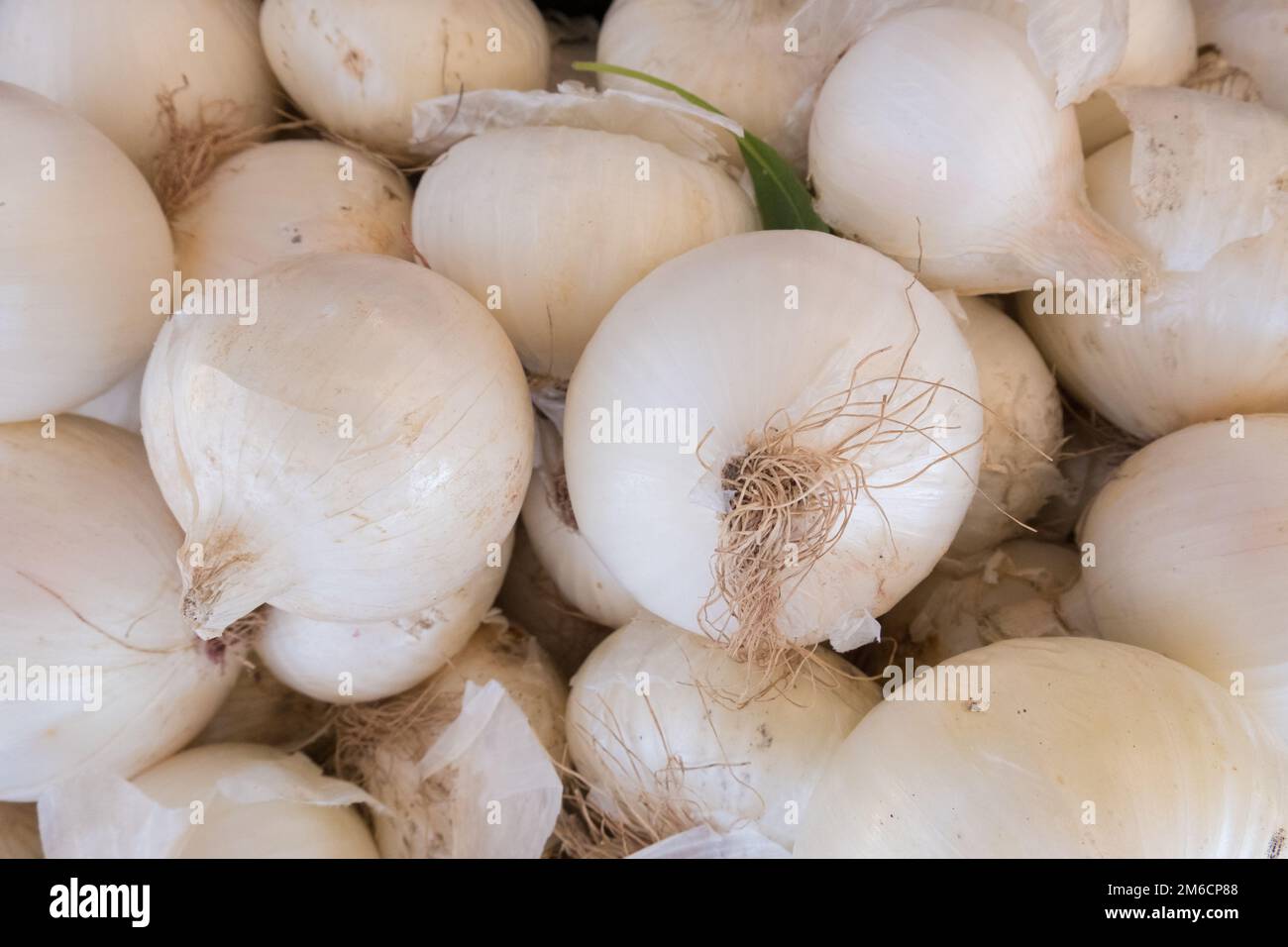 Fresh white onion stand at a street organic food market Stock Photo Alamy