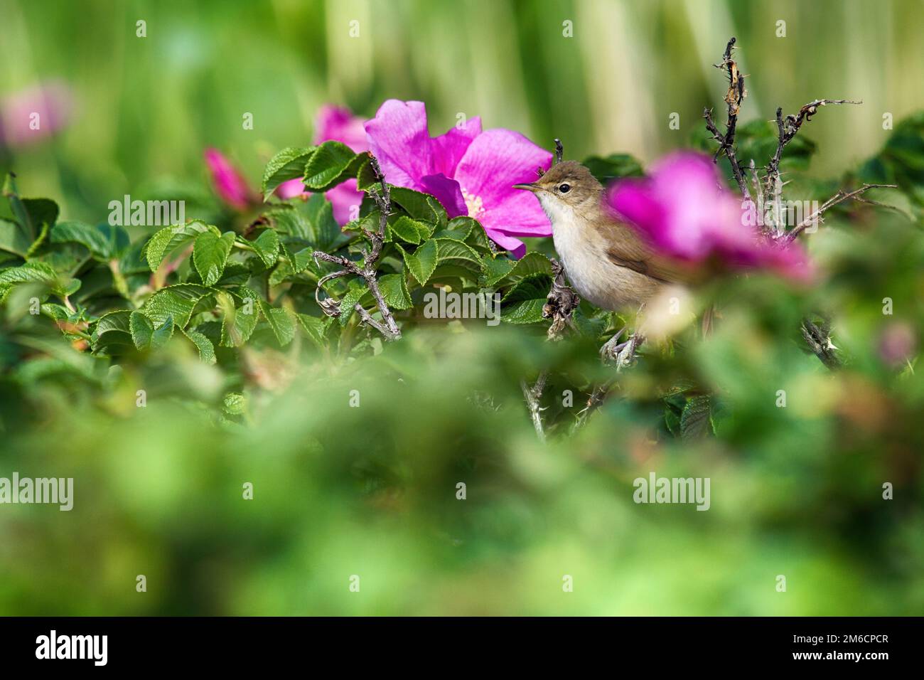 Sedge Warbler on background of ramanas rose Stock Photo