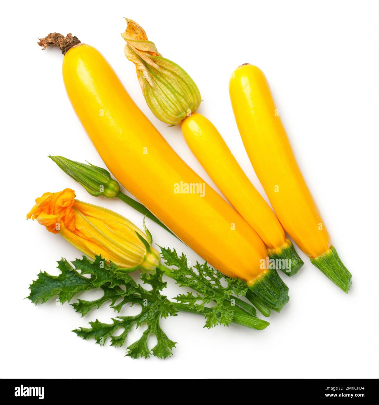 Yellow Zucchini with Leaf and Flower Isolated on White Background Stock Photo Alamy
