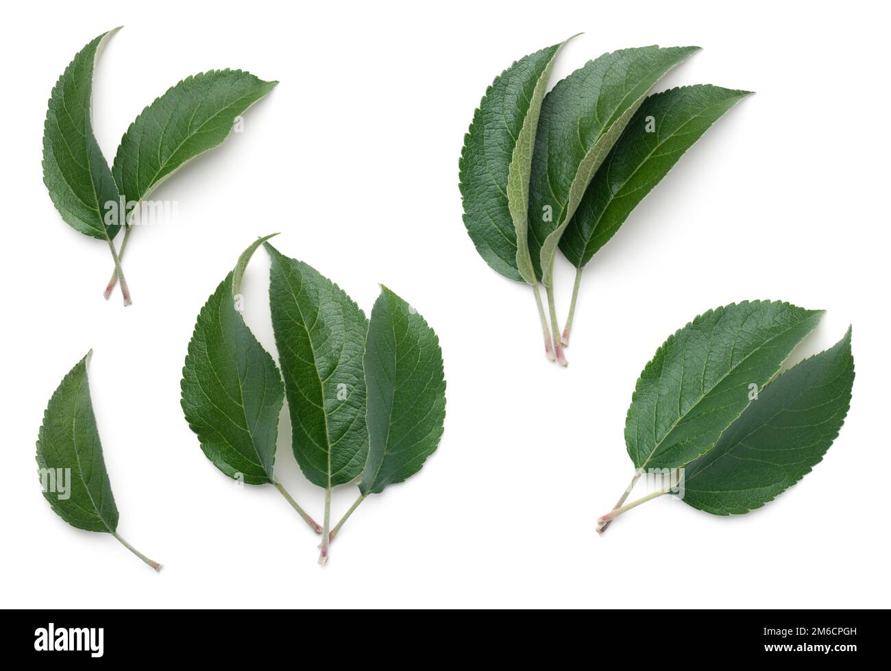 Apple Leaves Isolated on White Background Stock Photo Alamy