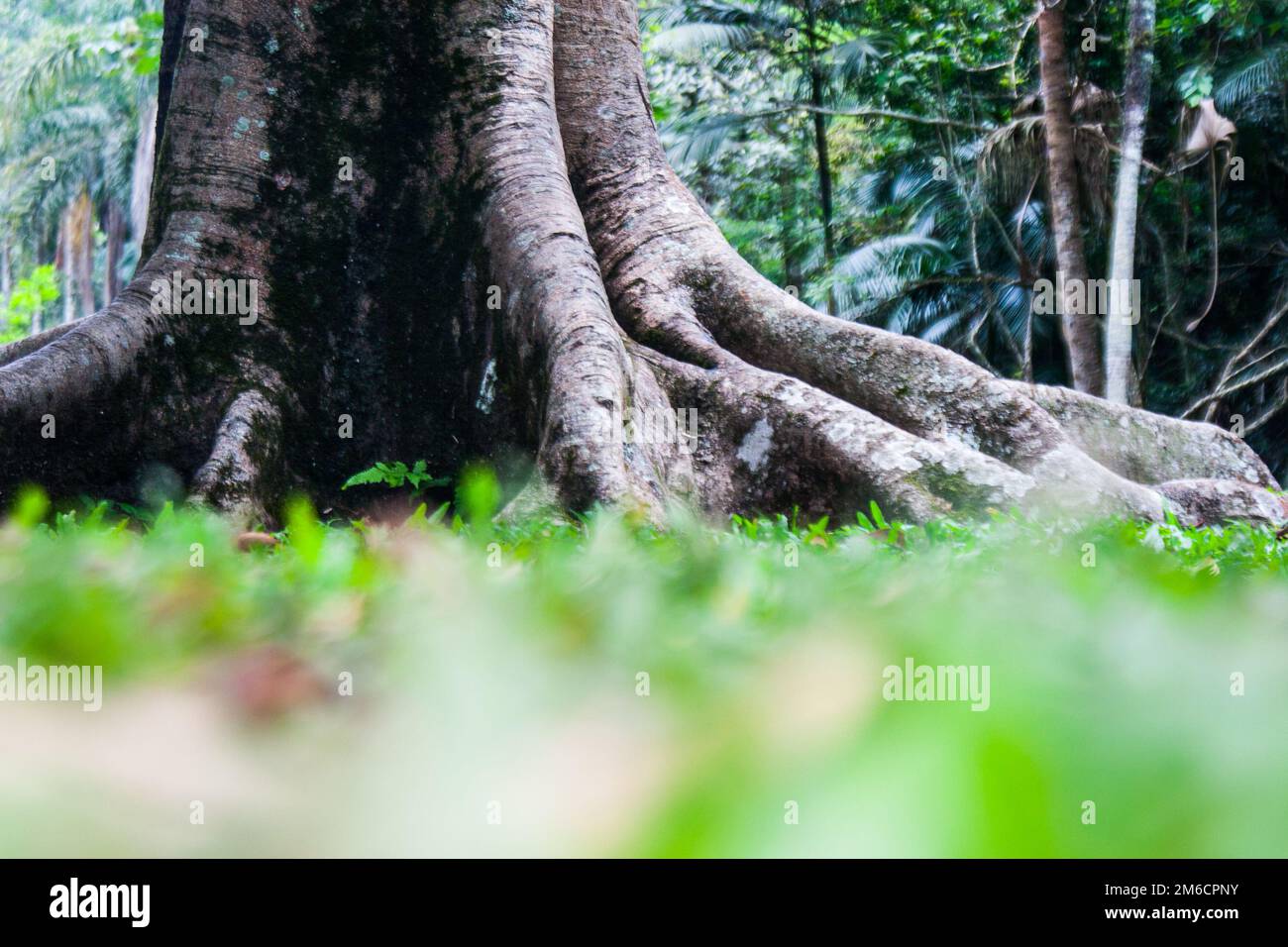 Green tree roots hires stock photography and images Alamy