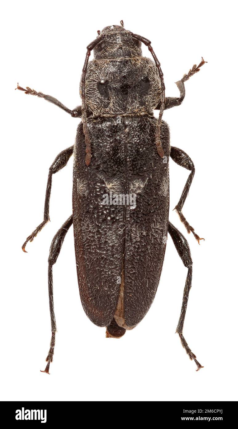 European House Borer on white Background  -  Hylotrupes bajulus ( Linnaeus, 1758) Stock Photo