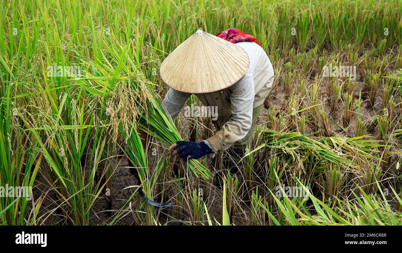 view of rice worker ,harvesting in rice field Stock Photo