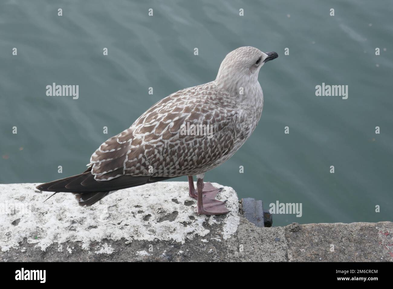 Herring gull bird standing on pier by ocean Stock Photo