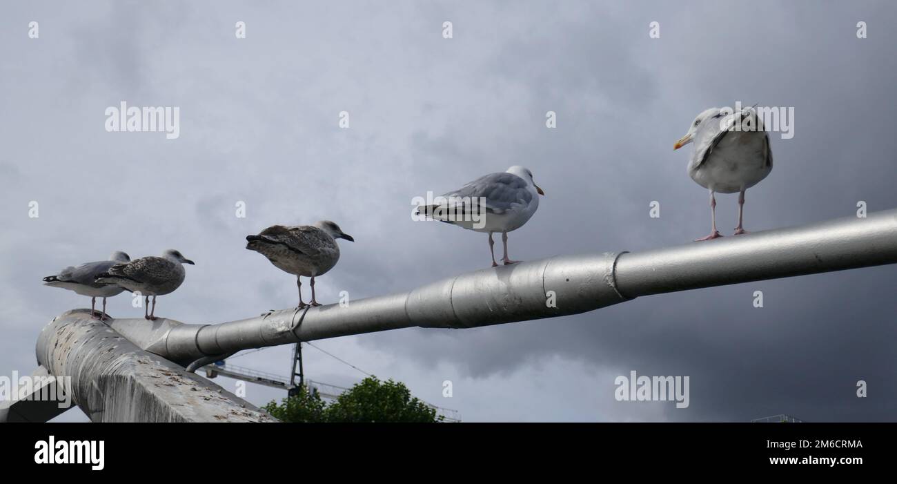 Herring gulls group resting on bridge support Stock Photo