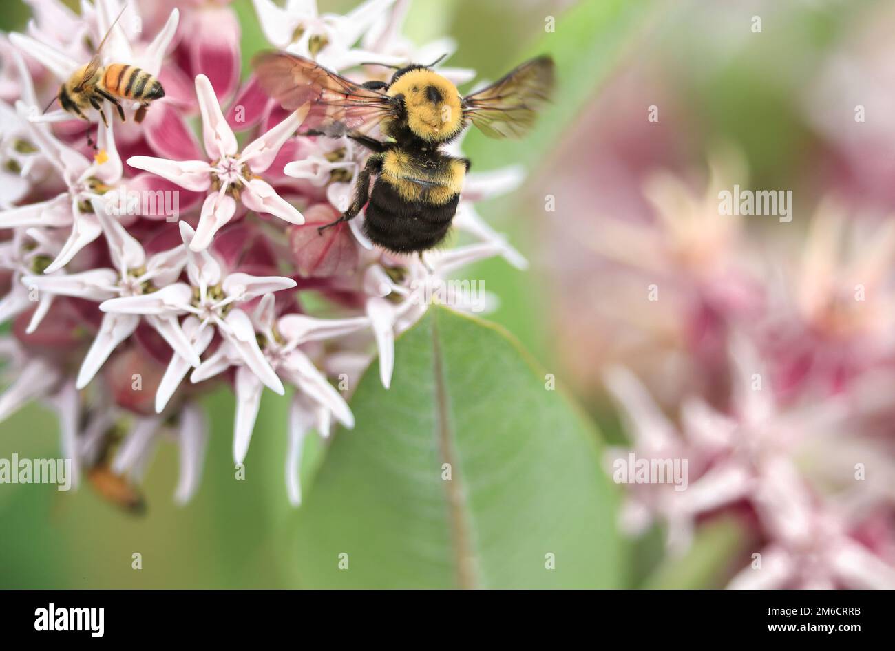 A Showy Milkweed blossom with both a Common Eastern Bumblebee and a Honey Bee shows their size difference. Stock Photo