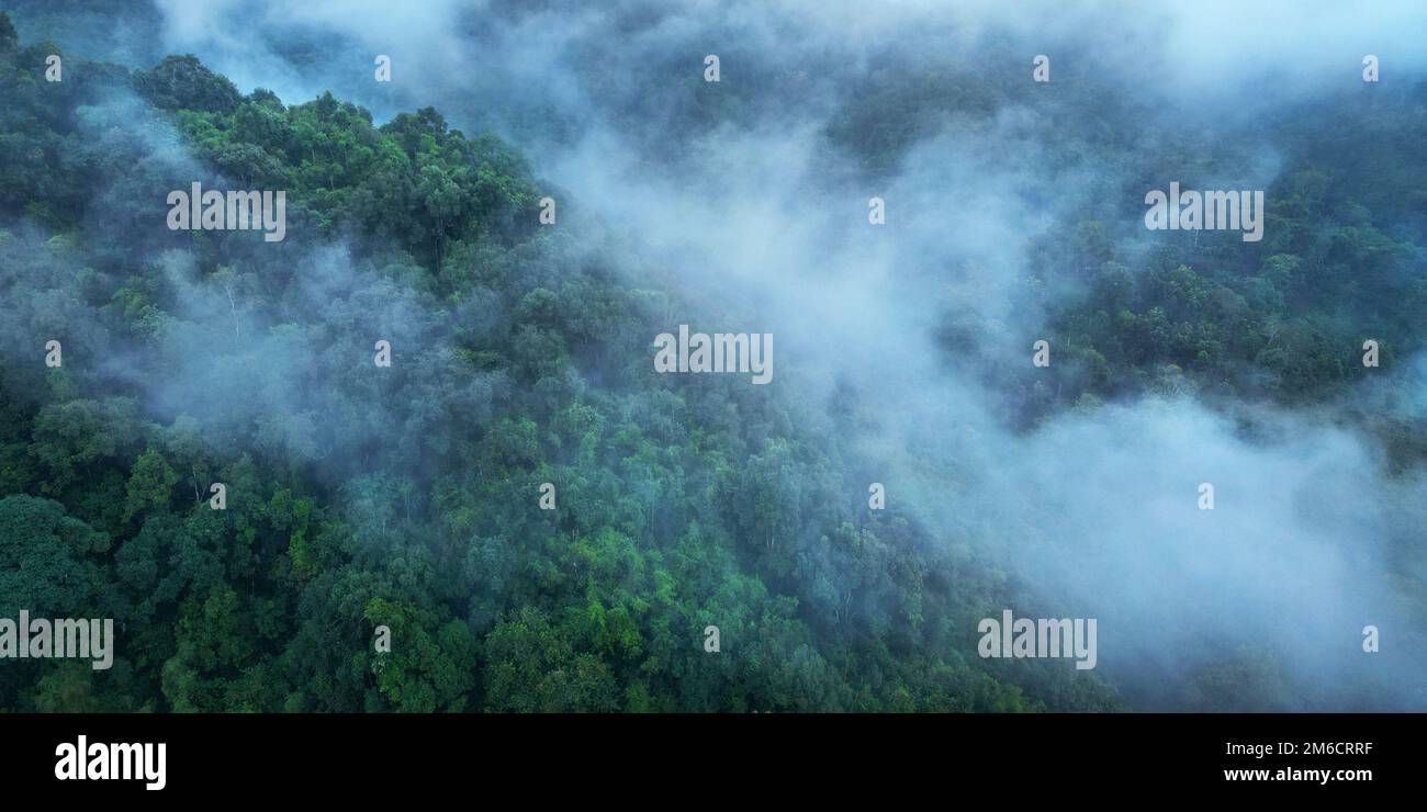 Rainforest drone hi-res stock photography and images - Alamy