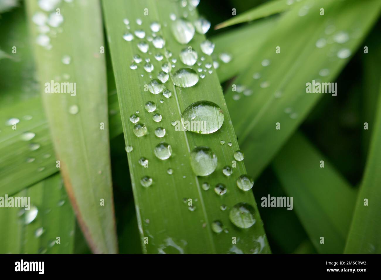 Water droplets on leaf surface close-up Stock Photo