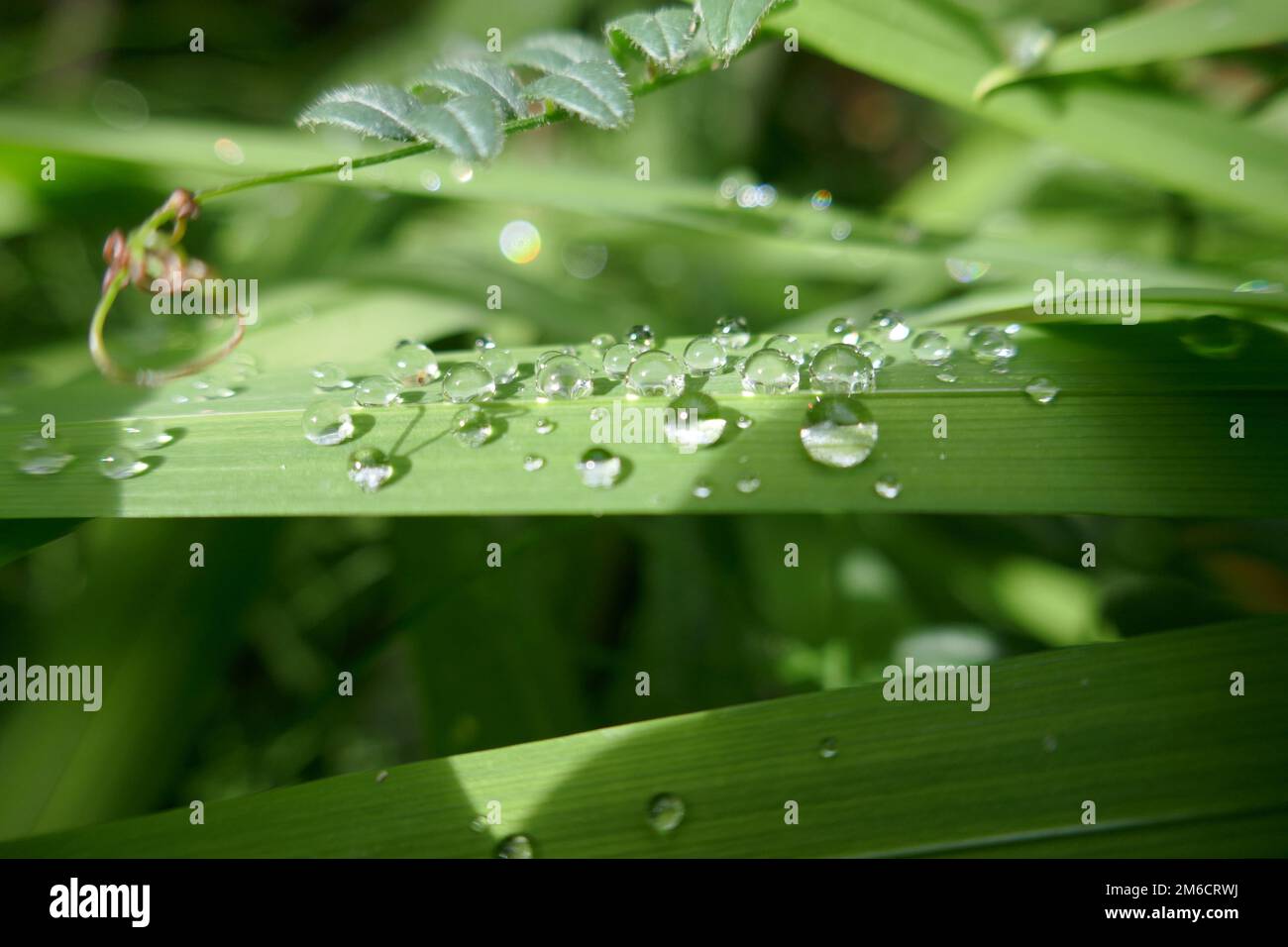 Lush green plant leaves with water droplets Stock Photo