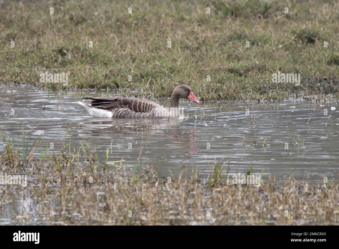 Graylag goose that swims along a small stream in winter Stock Photo