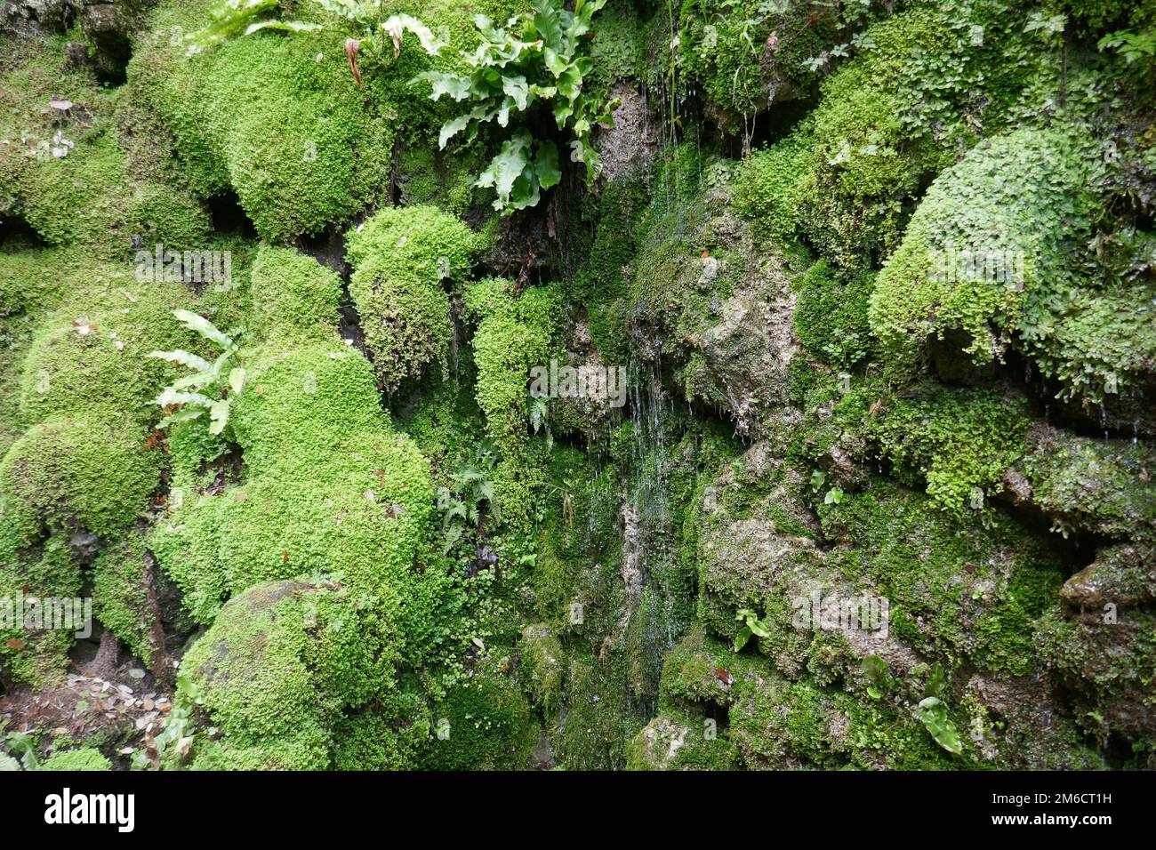 Small waterfall flowing down over ancient plant bryophytes liverworts and mosses Stock Photo