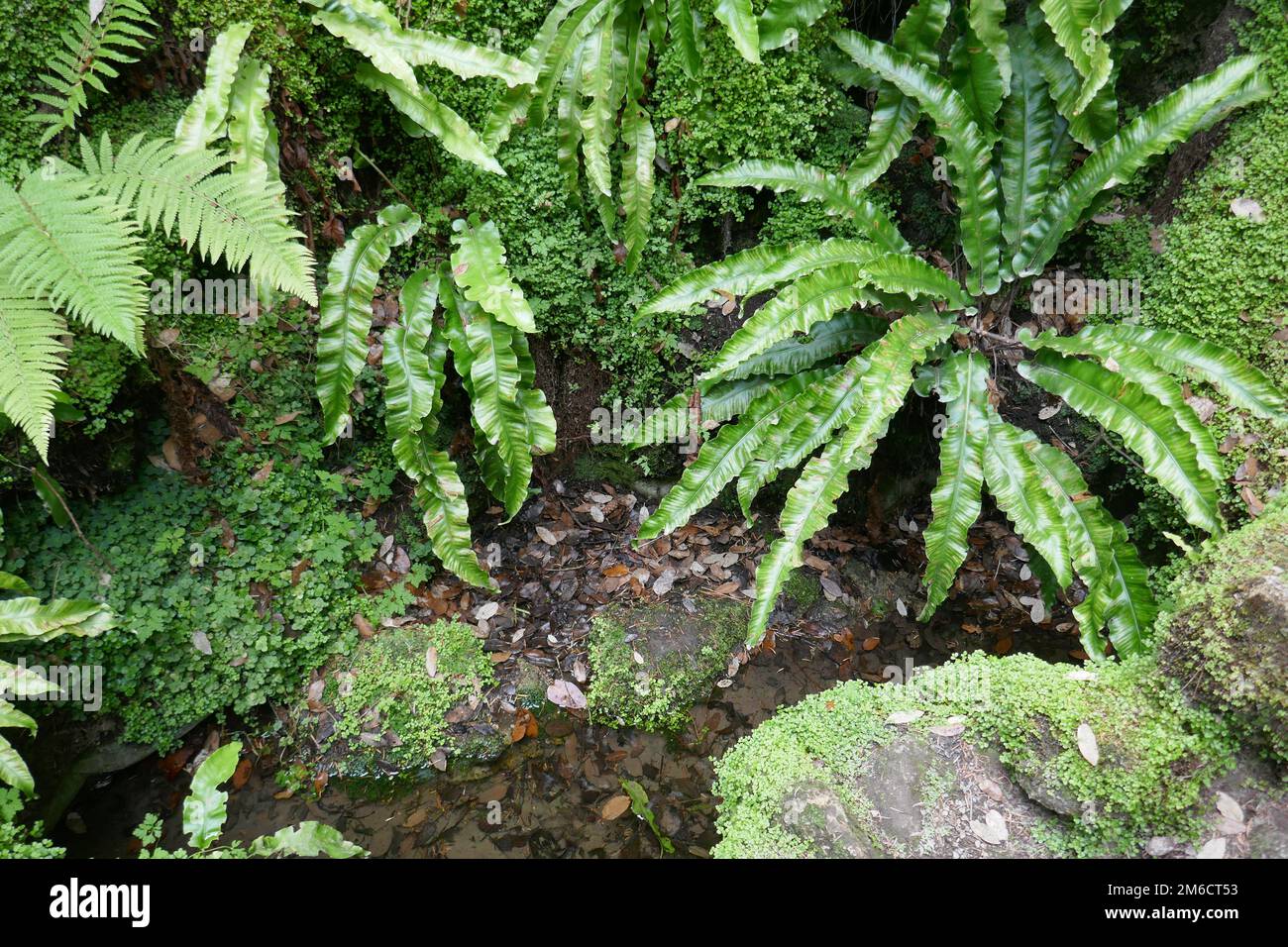 Ferns and liverworts plants in wet environment Stock Photo