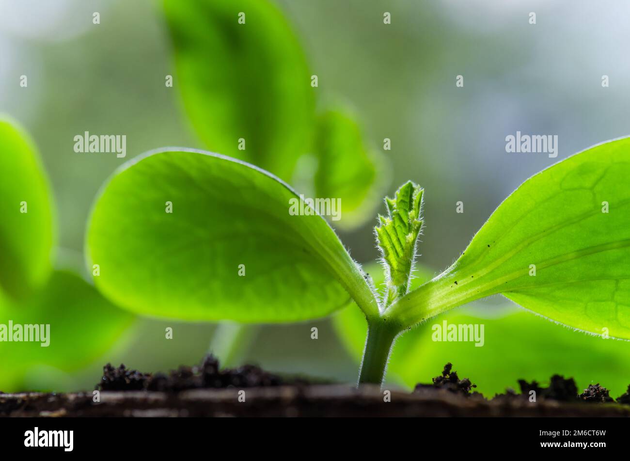 Young sprouts vegetable marrow in the spring time, close-up Stock Photo