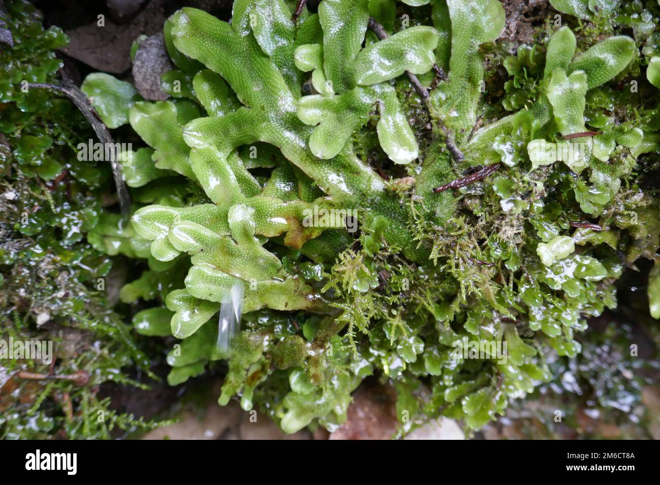 Liverworts and mosses ancient primitive plant bryophytes Stock Photo