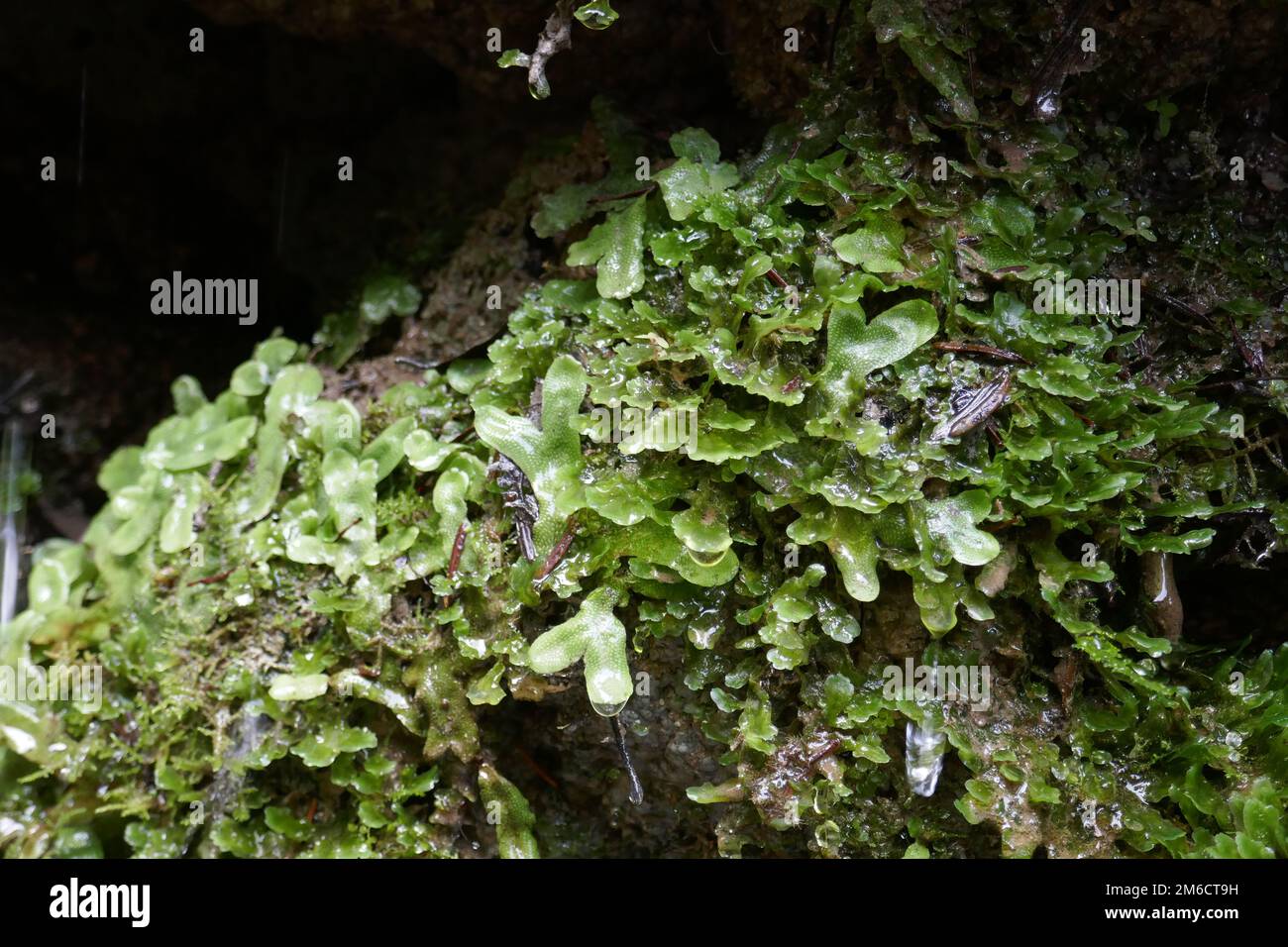 Liverwort primitive plant with water dripping off of leaves Stock Photo