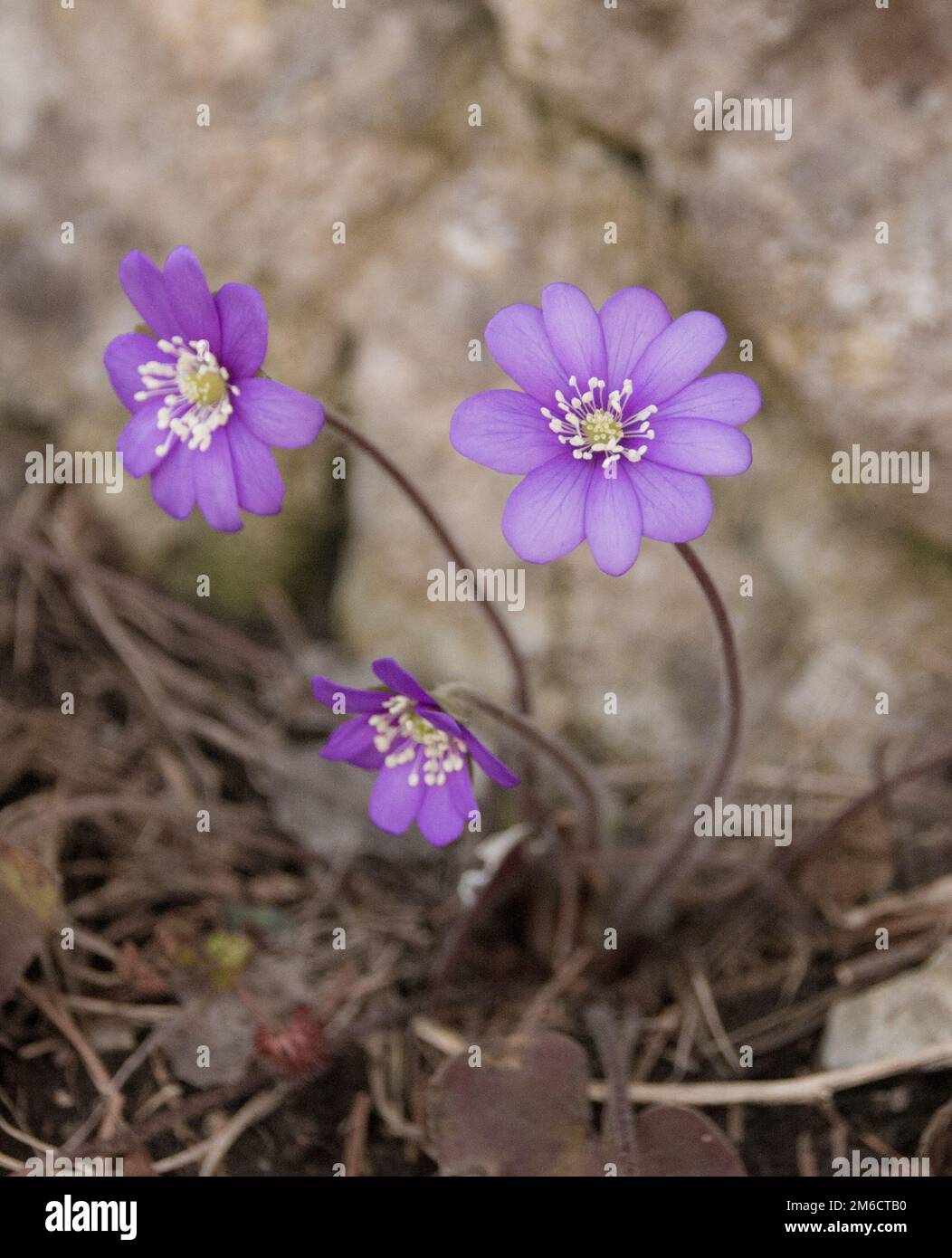Blue violet anemone flower growing in a stone wall Stock Photo