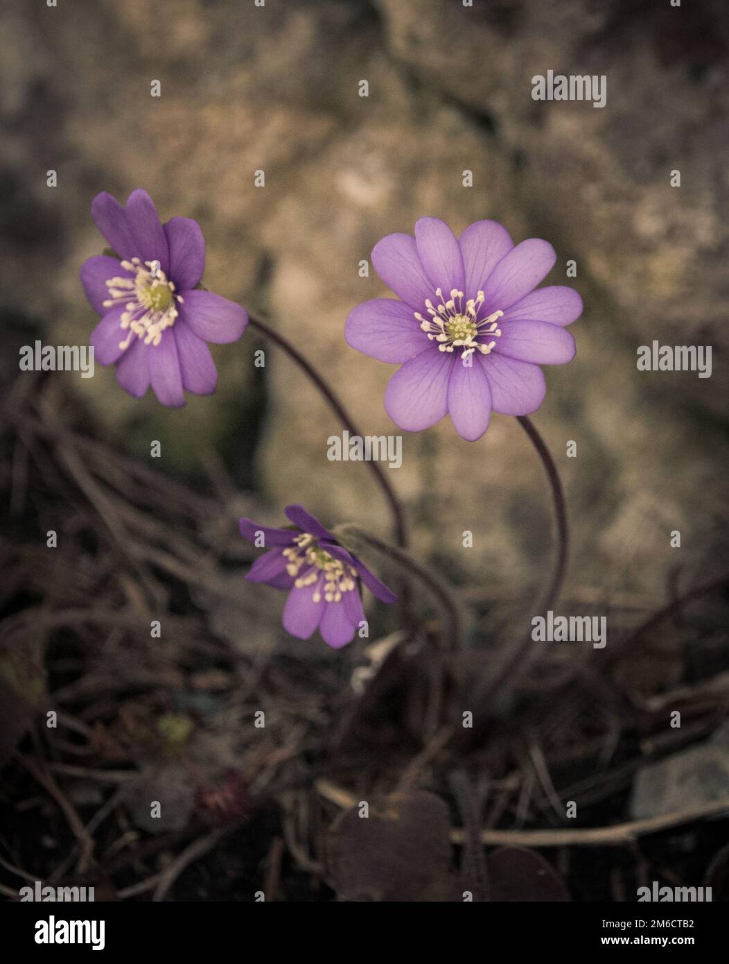 Blue violet anemone flower growing in a stone wall Stock Photo