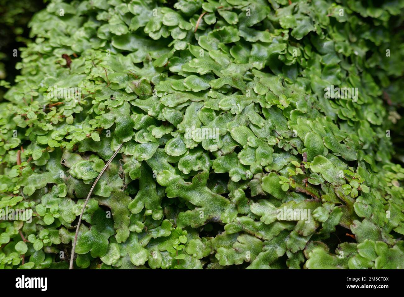 Lush green background of liverwort plant cover Stock Photo Alamy