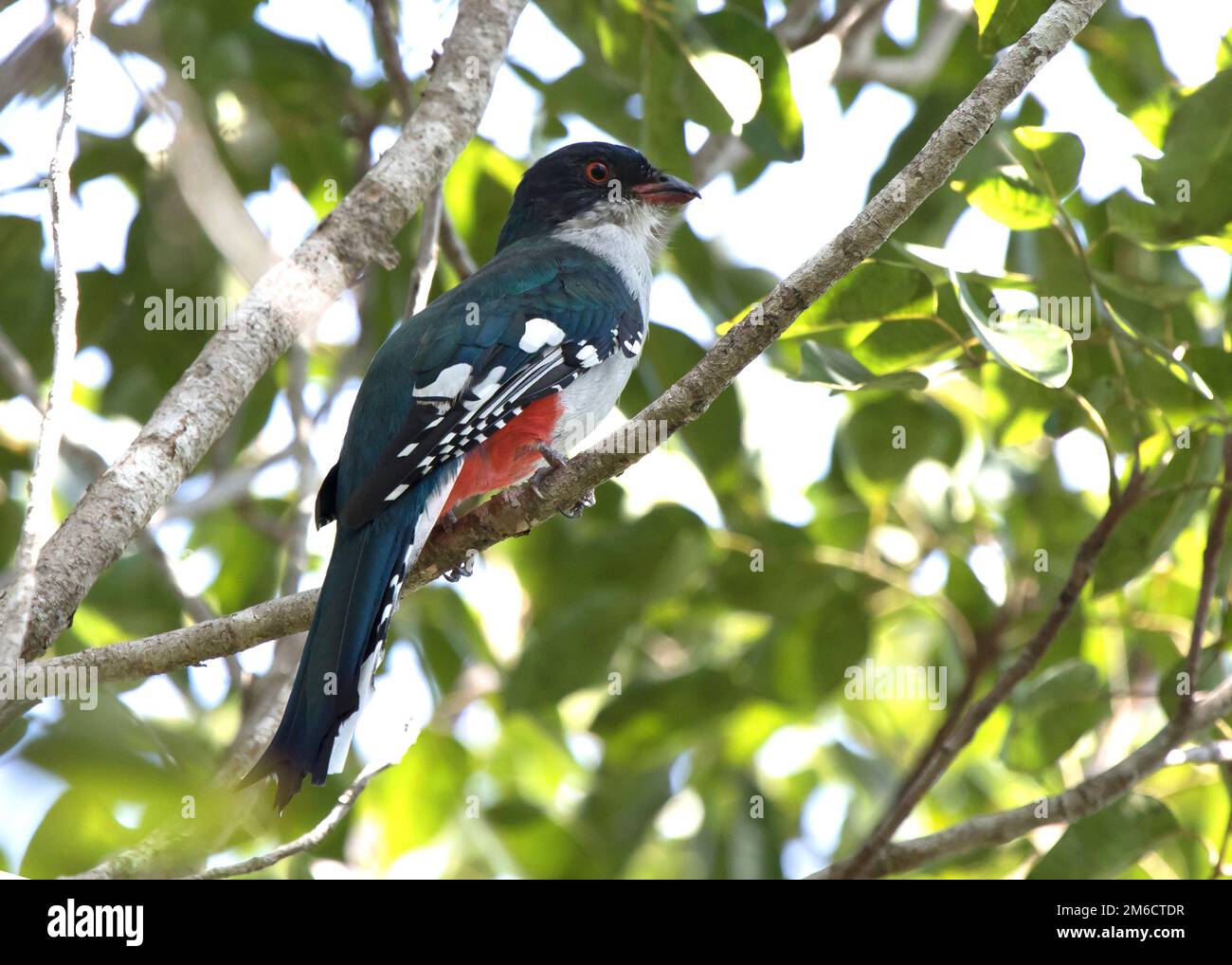 Cuban trogon or tocororo that sits on a branch in the crowns of trees in the forest on a sunny day Stock Photo