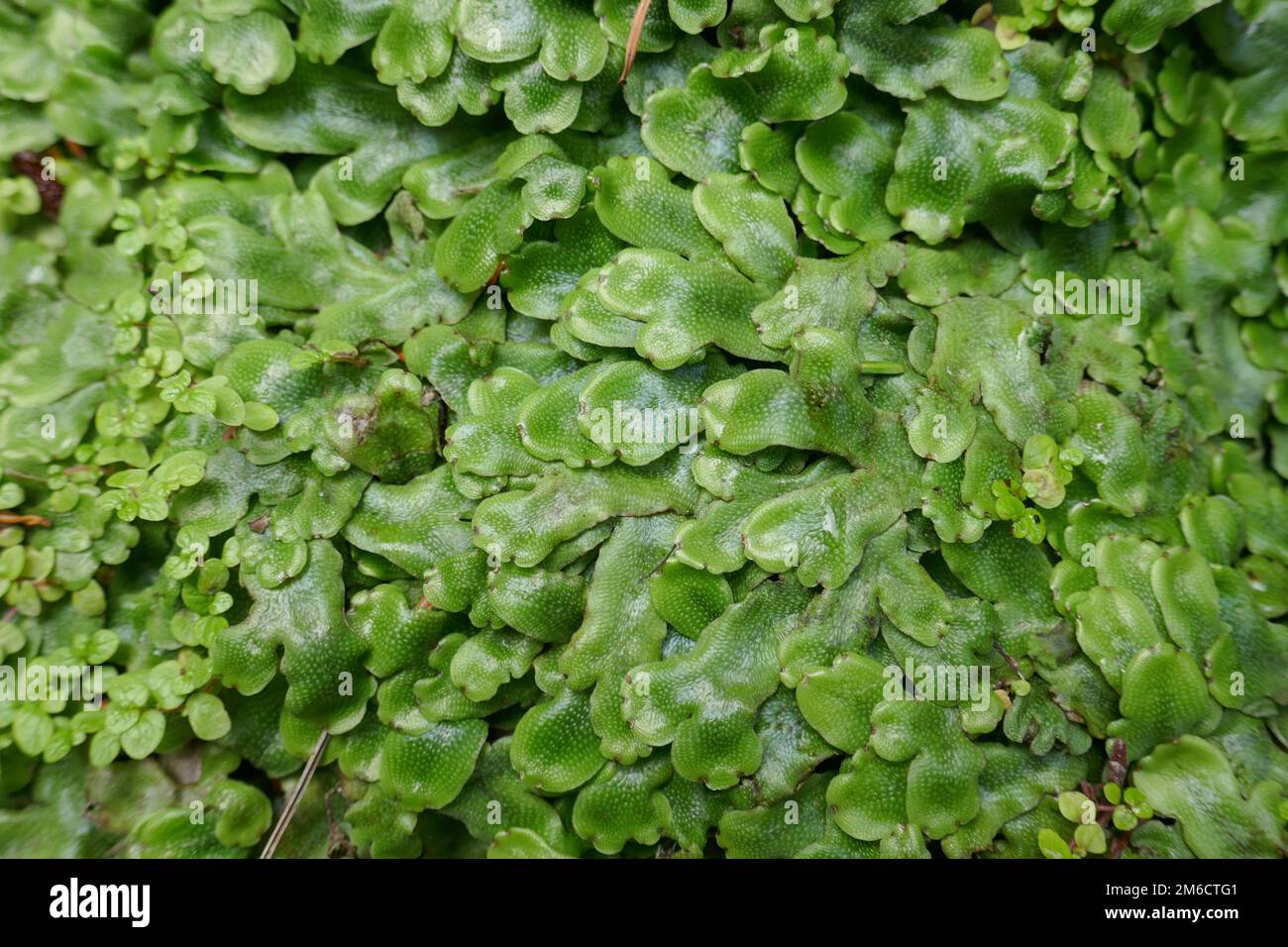 Thick covering of lush green liverwort plant Stock Photo