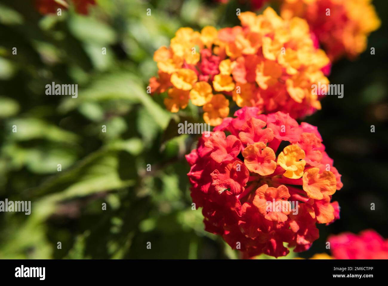 Wild Sage flower Stock Photo - Alamy