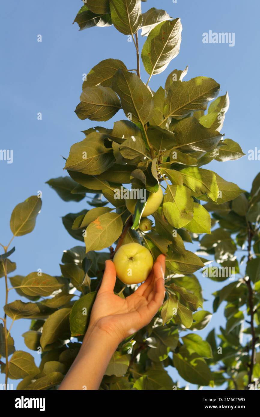 https://c8.alamy.com/comp/2M6CTWD/the-hand-of-a-white-woman-pluck-a-green-apple-from-a-branch-with-green-leaves-against-a-blue-sky-2M6CTWD.jpg