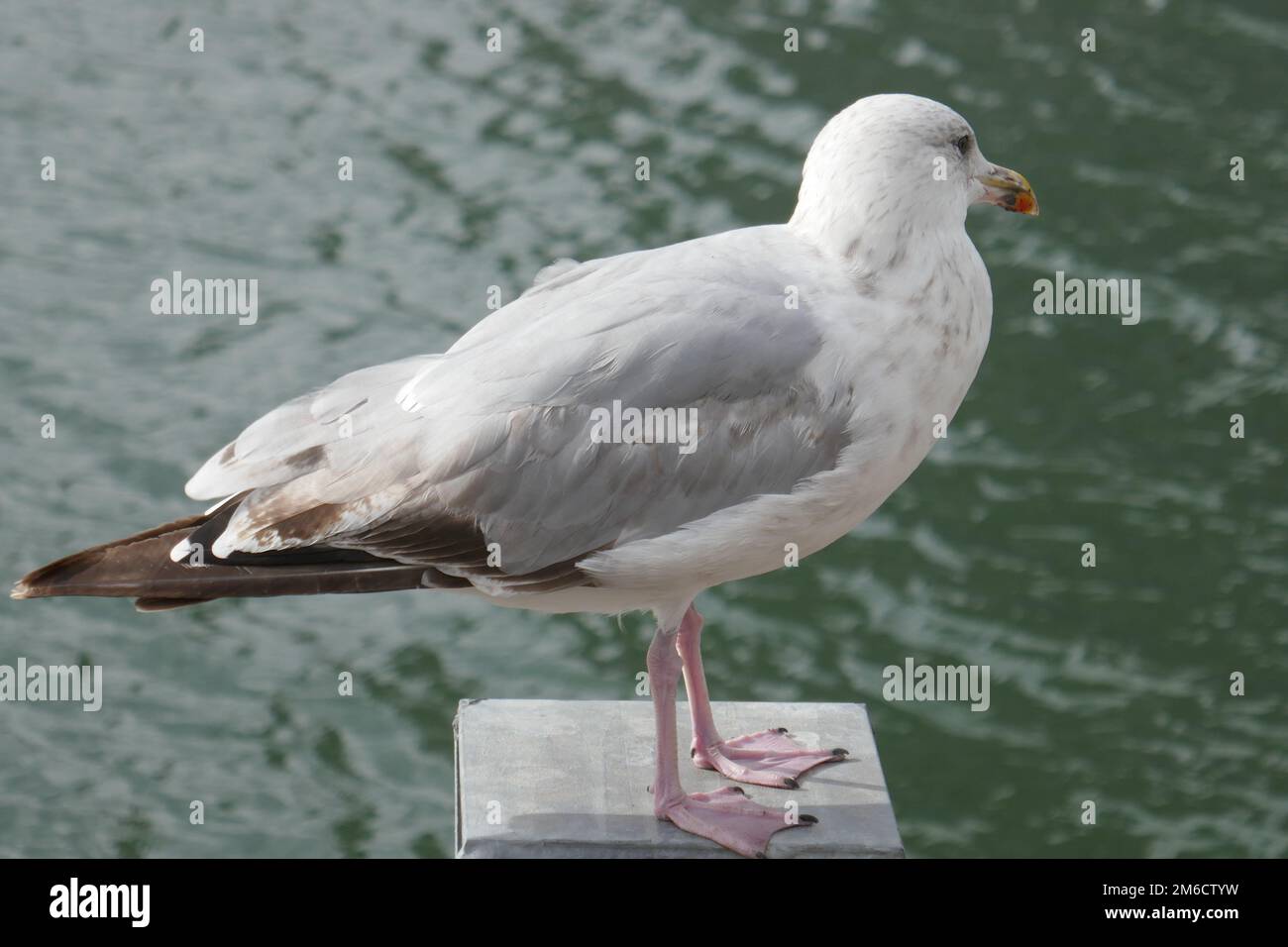 Large seagull perched on post with wavy ocean water in background Stock Photo