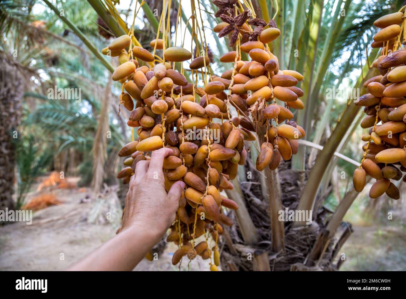 Dates on a palm tree Stock Photo Alamy