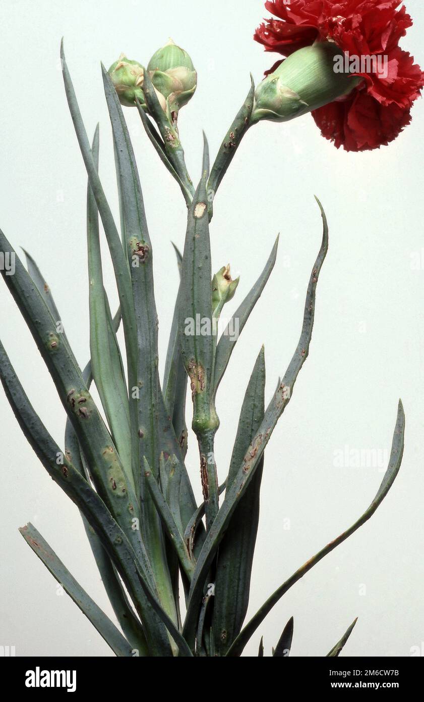 RUST (UROMYCES CARYOPHYLLINUS) ON CARNATION PLANT (DIANTHES). FUNGAL DISEASE. Stock Photo