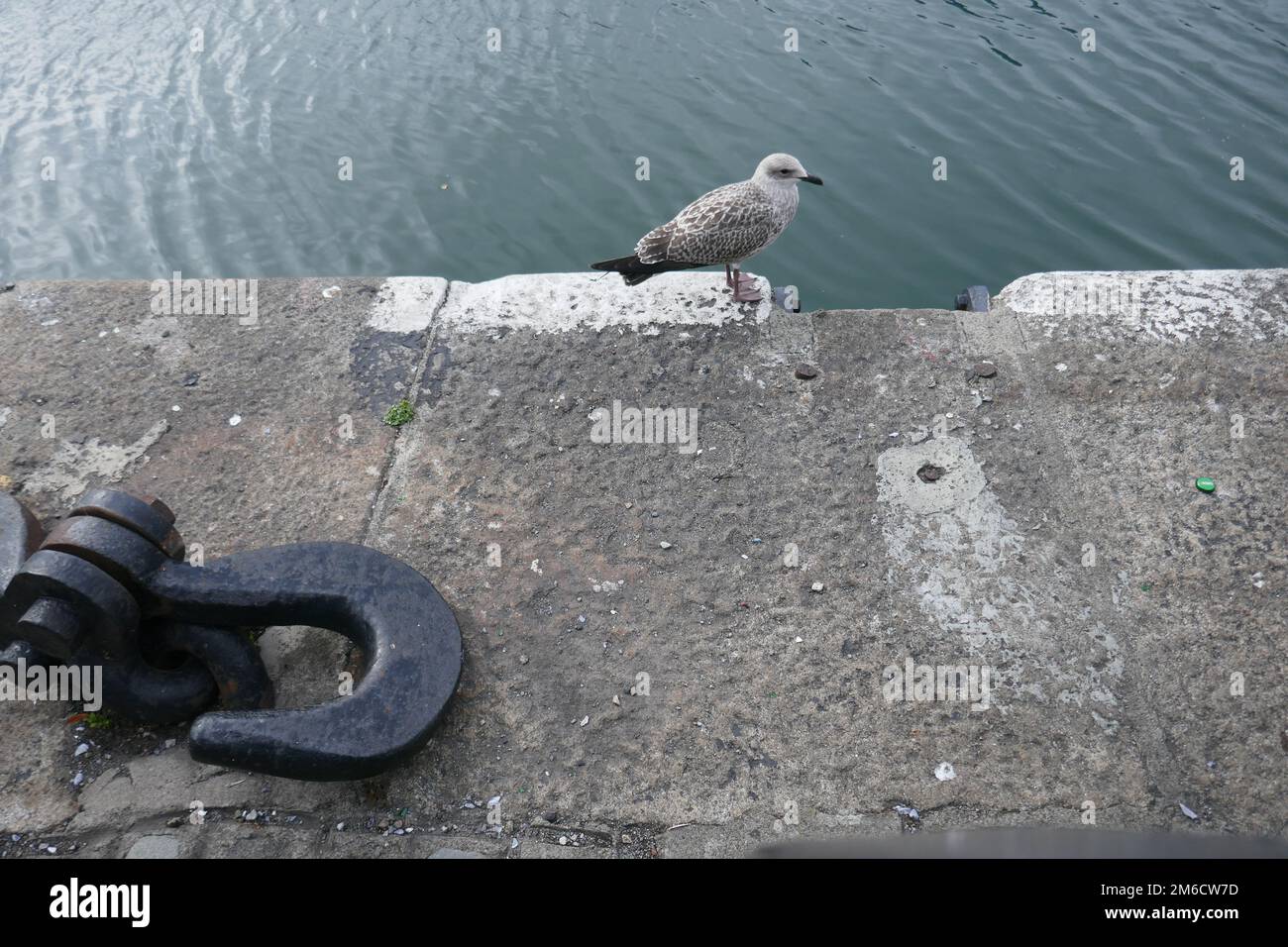 Seagull standing on concrete surface with metal ship mooring hook by ocean Stock Photo