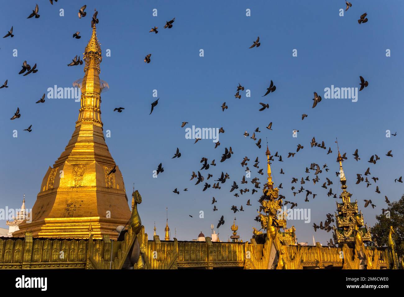 Gilded dome of a buddhist pagoda. Startled flock of pigeons flying around it. Yangon, Myanmar Stock Photo