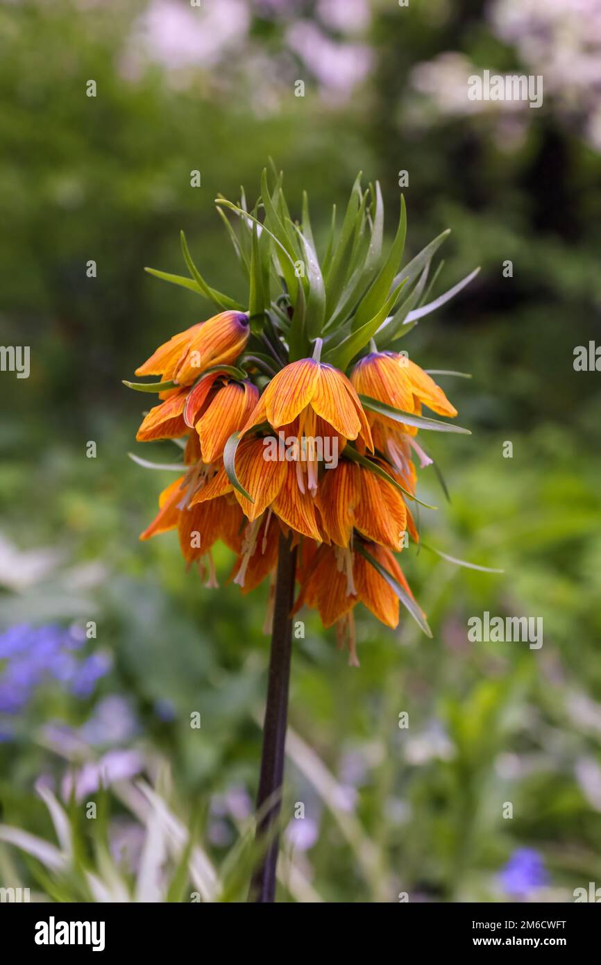 Spring flowers in a garden. Fritillaria also known as snake's head Stock Photo