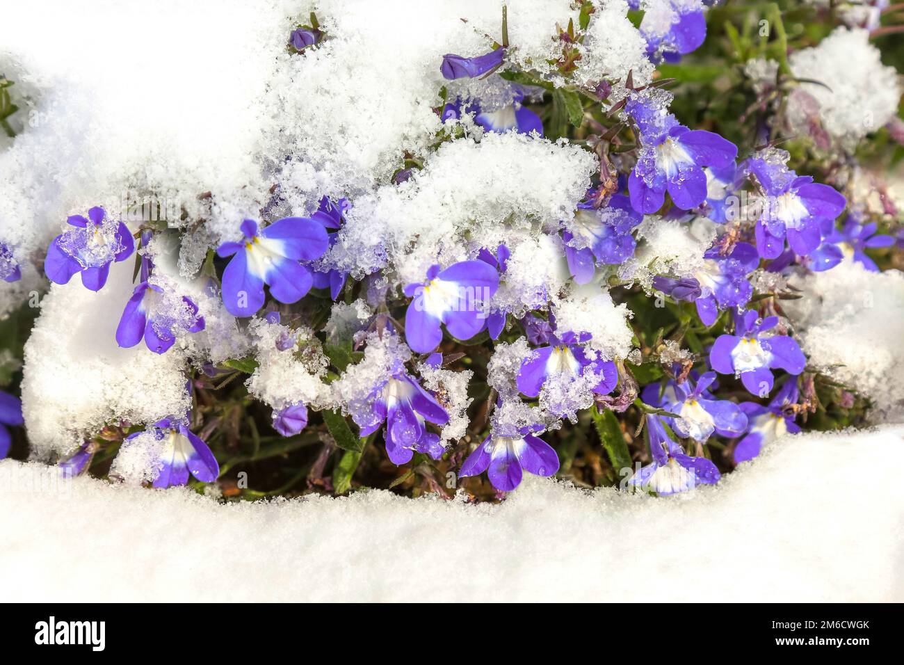 Blue flowers covered with fresh snow. Lobelia erinus, commonly called edging  lobelia Stock Photo