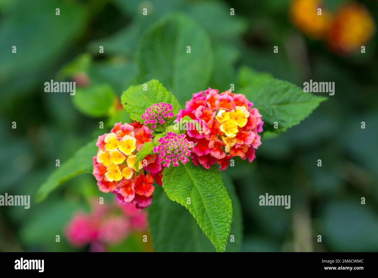 Orange lantana camara fleur orange hi-res stock photography and images ...