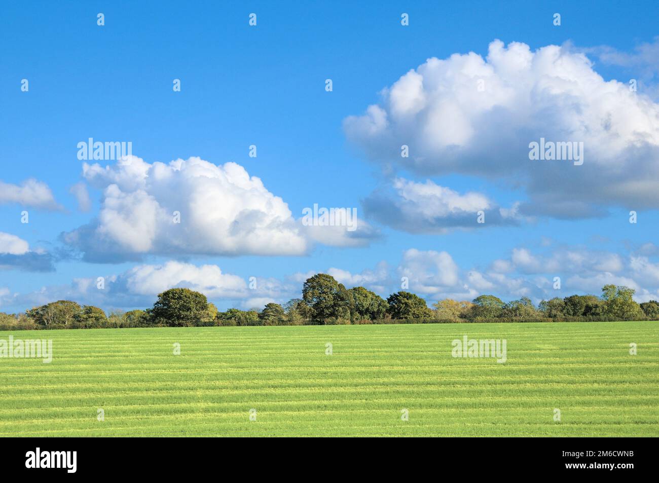 Blue sky and cumulus clouds with bright sushine over agricultural land with a line of trees.  Chaldon, Surrey, England, UK Stock Photo